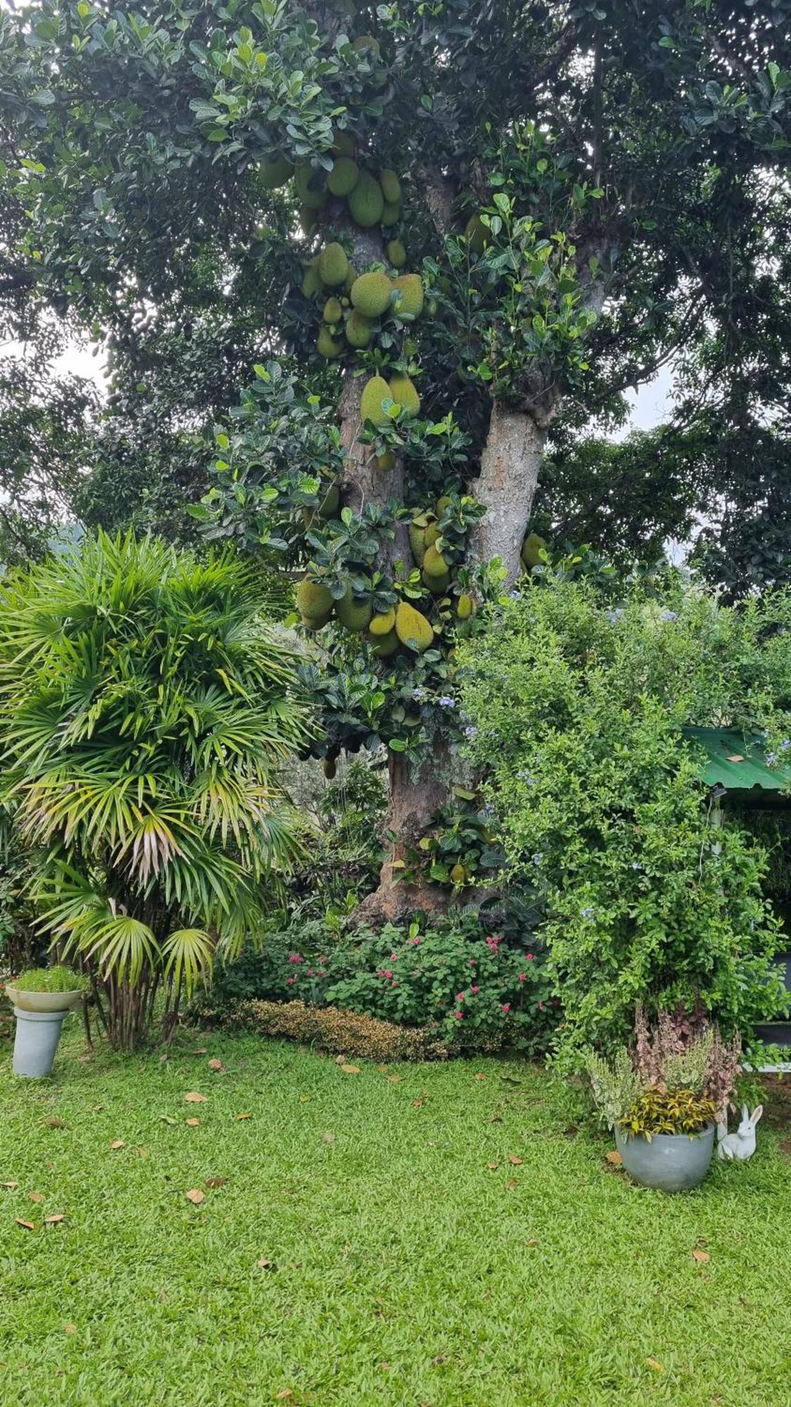 Sithara Estate Bungalow Ella Luaran gambar